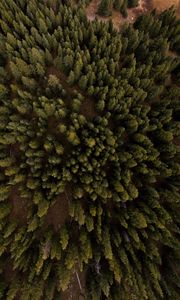 Preview wallpaper trees, crowns, forest, nature, aerial view