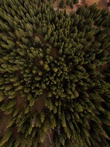 Preview wallpaper trees, crowns, forest, nature, aerial view