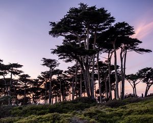 Preview wallpaper trees, crowns, grass, landscape, nature