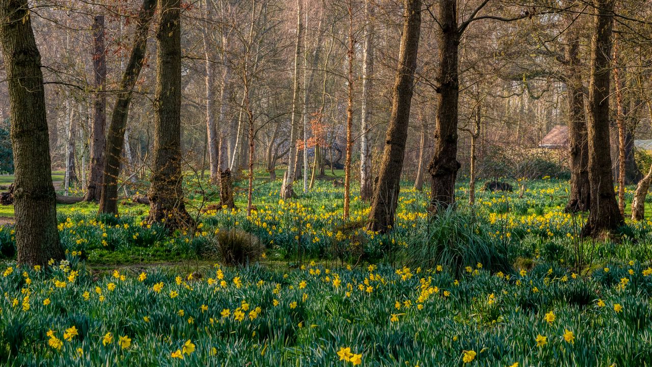 Wallpaper trees, daffodils, flowers, spring, nature, landscape