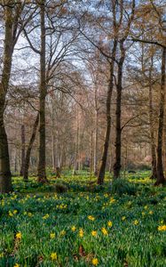 Preview wallpaper trees, daffodils, flowers, spring, nature, landscape