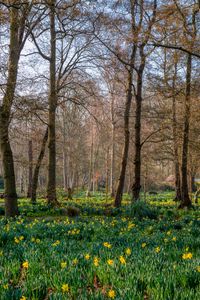 Preview wallpaper trees, daffodils, flowers, spring, nature, landscape