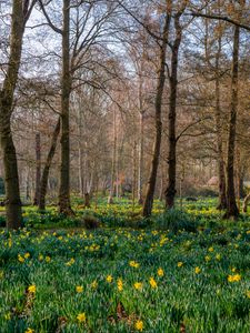 Preview wallpaper trees, daffodils, flowers, spring, nature, landscape