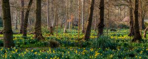 Preview wallpaper trees, daffodils, flowers, spring, nature, landscape