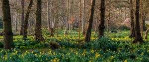 Preview wallpaper trees, daffodils, flowers, spring, nature, landscape