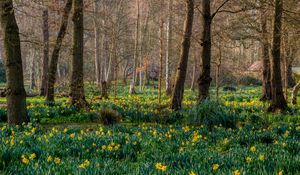 Preview wallpaper trees, daffodils, flowers, spring, nature, landscape