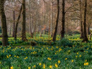 Preview wallpaper trees, daffodils, flowers, spring, nature, landscape