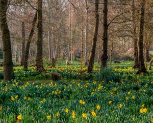 Preview wallpaper trees, daffodils, flowers, spring, nature, landscape