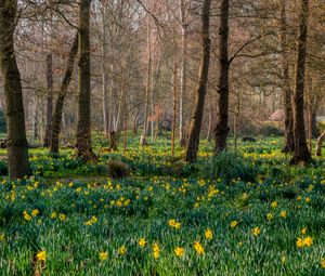 Preview wallpaper trees, daffodils, flowers, spring, nature, landscape