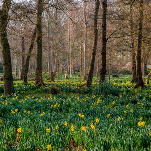 Preview wallpaper trees, daffodils, flowers, spring, nature, landscape