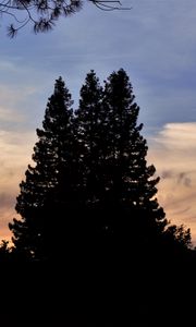 Preview wallpaper trees, dark, sky
