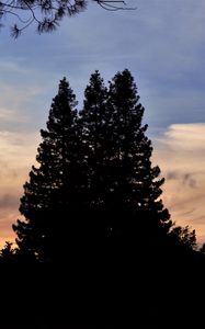 Preview wallpaper trees, dark, sky