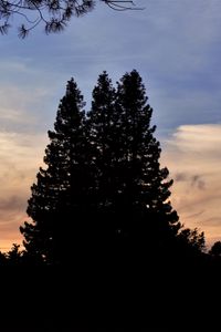 Preview wallpaper trees, dark, sky
