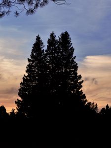 Preview wallpaper trees, dark, sky