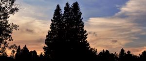 Preview wallpaper trees, dark, sky