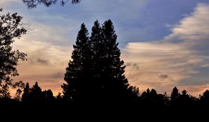 Preview wallpaper trees, dark, sky
