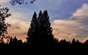 Preview wallpaper trees, dark, sky