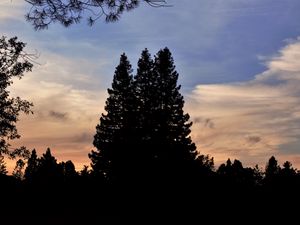 Preview wallpaper trees, dark, sky