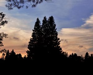 Preview wallpaper trees, dark, sky