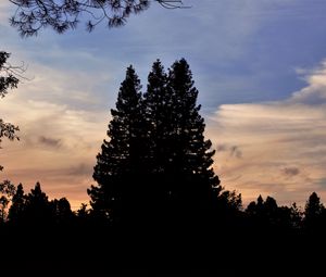 Preview wallpaper trees, dark, sky
