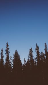 Preview wallpaper trees, dark, sky, twilight, nature