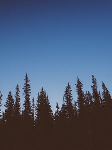 Preview wallpaper trees, dark, sky, twilight, nature