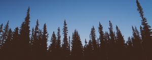 Preview wallpaper trees, dark, sky, twilight, nature