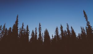 Preview wallpaper trees, dark, sky, twilight, nature