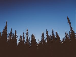 Preview wallpaper trees, dark, sky, twilight, nature