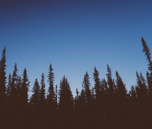 Preview wallpaper trees, dark, sky, twilight, nature