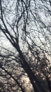 Preview wallpaper trees, dark, sky, helios