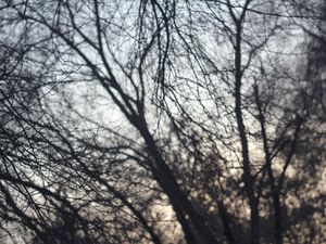 Preview wallpaper trees, dark, sky, helios