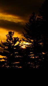 Preview wallpaper trees, dark, sunset, twilight, nature