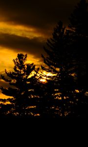 Preview wallpaper trees, dark, sunset, twilight, nature
