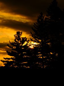 Preview wallpaper trees, dark, sunset, twilight, nature