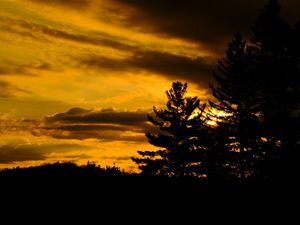 Preview wallpaper trees, dark, sunset, twilight, nature
