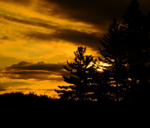 Preview wallpaper trees, dark, sunset, twilight, nature