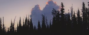 Preview wallpaper trees, dark, twilight, water, reflection