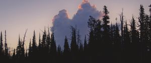 Preview wallpaper trees, dark, twilight, water, reflection