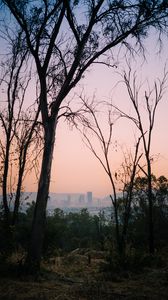 Preview wallpaper trees, dawn, city, mexico