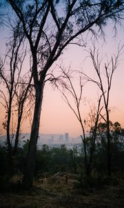 Preview wallpaper trees, dawn, city, mexico