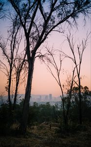 Preview wallpaper trees, dawn, city, mexico