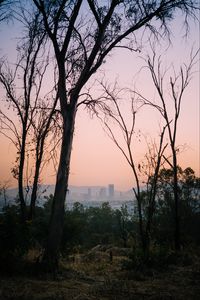 Preview wallpaper trees, dawn, city, mexico