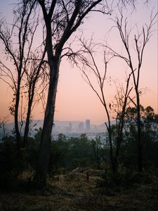 Preview wallpaper trees, dawn, city, mexico