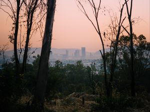 Preview wallpaper trees, dawn, city, mexico