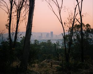 Preview wallpaper trees, dawn, city, mexico