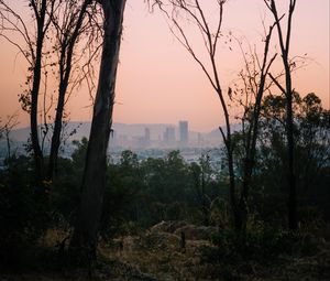 Preview wallpaper trees, dawn, city, mexico