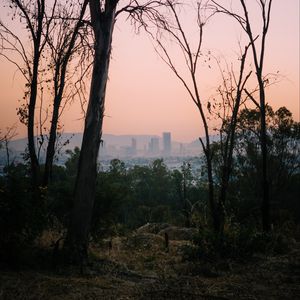 Preview wallpaper trees, dawn, city, mexico