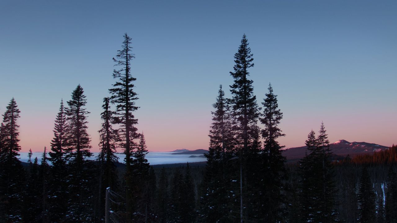 Wallpaper trees, dawn, landscape, nature, snow