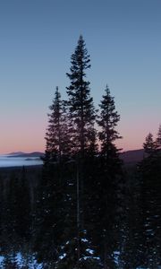 Preview wallpaper trees, dawn, landscape, nature, snow